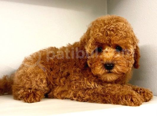 Dünya Tatlisi Red Brown Toy Poodle Yavrularimiz görsel