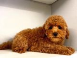 Dünya Tatlisi Red Brown Toy Poodle Yavrularimiz