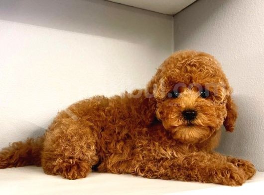 Dünya Tatlisi Red Brown Toy Poodle Yavrularimiz görsel