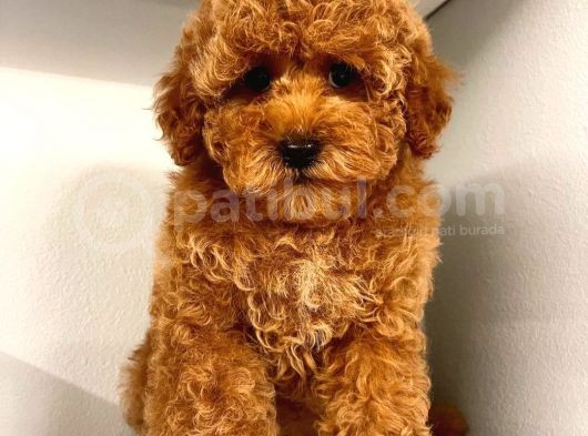Dünya Tatlisi Red Brown Toy Poodle Yavrularimiz