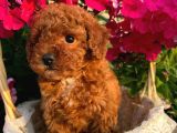 Sevi̇mli̇ Red Brown Toy Poodle Bebekleri̇mi̇z