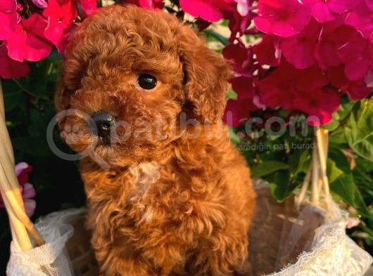 Sevi̇mli̇ Red Brown Toy Poodle Bebekleri̇mi̇z görsel