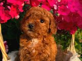 Sevi̇mli̇ Red Brown Toy Poodle Bebekleri̇mi̇z