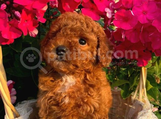 Sevi̇mli̇ Red Brown Toy Poodle Bebekleri̇mi̇z görsel