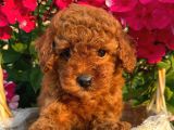 SEVİMLİ RED BROWN TOY POODLE BEBEKLERİMİZ