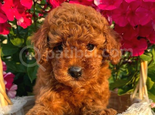 Sevi̇mli̇ Red Brown Toy Poodle Bebekleri̇mi̇z