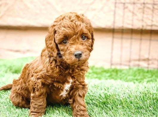 Sevi̇mli̇ Red Brown Toy Poodle Bebekleri̇mi̇z görsel