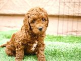 SEVİMLİ RED BROWN TOY POODLE BEBEKLERİMİZ