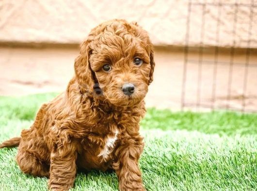 Sevi̇mli̇ Red Brown Toy Poodle Bebekleri̇mi̇z