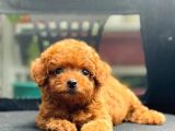 Efsane Kali̇tedeki̇ Kore Gen Hattina Sahip Toy Poodle Bebeklerimiz