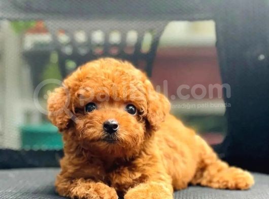 Efsane Kali̇tedeki̇ Kore Gen Hattina Sahip Toy Poodle Bebeklerimiz görsel
