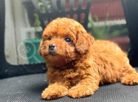 Efsane Kali̇tedeki̇ Kore Gen Hattina Sahip Toy Poodle Bebeklerimiz görsel