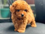 EFSANE KALİTEDEKİ KORE GEN HATTINA SAHIP TOY POODLE BEBEKLERIMIZ