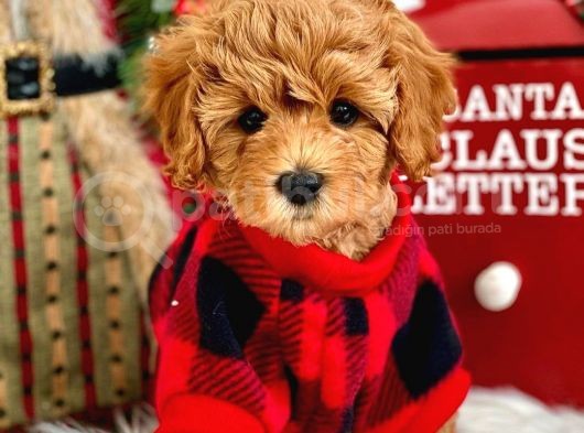 Efsane Kali̇tedeki̇ Kore Gen Hattina Sahip Toy Poodle Bebeklerimiz görsel