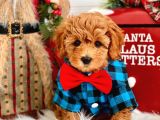 EFSANE KALİTEDEKİ KORE GEN HATTINA SAHIP TOY POODLE BEBEKLERIMIZ