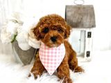 Kore Kani Red Brown Toy Poodle Yavrulari̇mi̇z