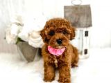 Kore Kani Red Brown Toy Poodle Yavrulari̇mi̇z