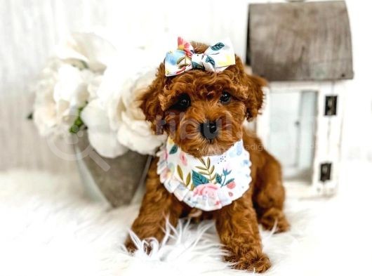 Kore Kani Red Brown Toy Poodle Yavrulari̇mi̇z görsel
