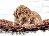 Kore Kani Toy Poodle Bebeklerimiz