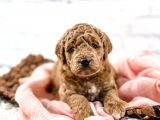 Kore Kani Toy Poodle Bebeklerimiz