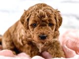 Mutluluk Kaynaği Red Brown Toy Poodle Bebekler