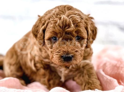 Kore Kani Toy Poodle Bebeklerimiz
