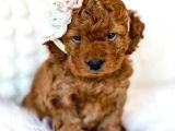 Mutluluk Kaynaği Red Brown Toy Poodle Bebekler