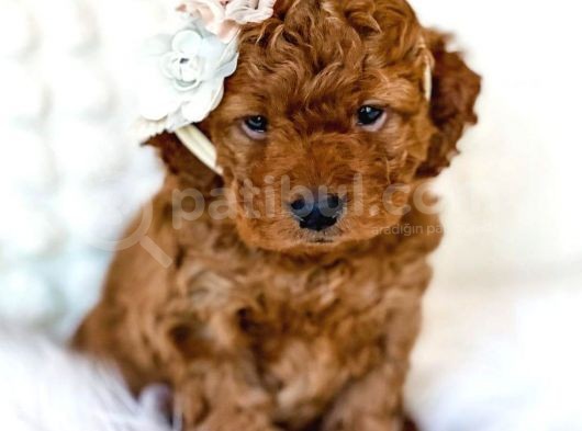Mutluluk Kaynaği Red Brown Toy Poodle Bebekler görsel