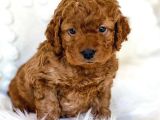 MUTLULUK KAYNAĞI RED BROWN TOY POODLE BEBEKLER