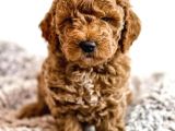Üst Kali̇te Kore Kani Toy Poodle Yavrulari̇mi̇z