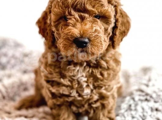 Üst Kali̇te Kore Kani Toy Poodle Yavrulari̇mi̇z görsel