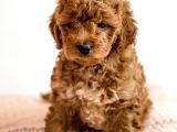 Üst Kali̇te Kore Kani Toy Poodle Yavrulari̇mi̇z