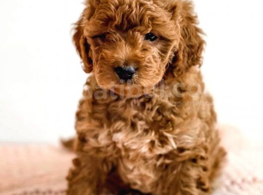 Üst Kali̇te Kore Kani Toy Poodle Yavrulari̇mi̇z görsel