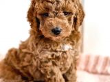 ÜST KALİTE KORE KANI TOY POODLE YAVRULARİMİZ