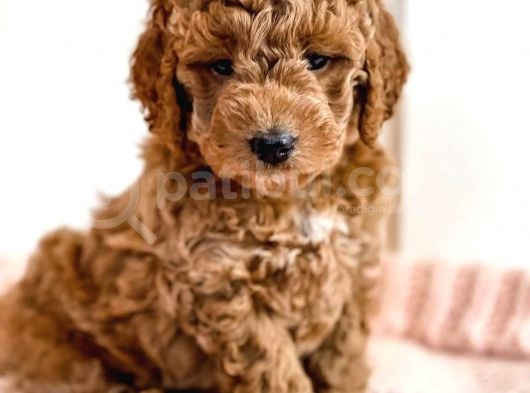 Üst Kali̇te Kore Kani Toy Poodle Yavrulari̇mi̇z