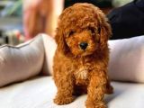 KORE KANI RED BROWN TOY POODLE YAVRULARİMİZ