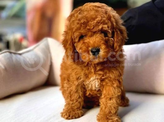 Kore Kani Red Brown Toy Poodle Yavrulari̇mi̇z