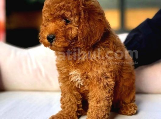 Kore Kani Red Brown Toy Poodle Yavrulari̇mi̇z görsel