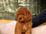 Kore Kani Red Brown Toy Poodle Yavrulari̇mi̇z