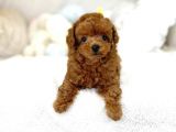 Mutluluk Kaynaği Red Brown Toy Poodle Bebekler