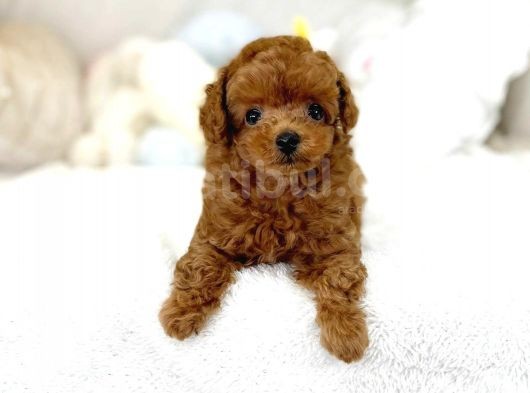 Mutluluk Kaynaği Red Brown Toy Poodle Bebekler görsel