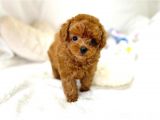MUTLULUK KAYNAĞI RED BROWN TOY POODLE BEBEKLER
