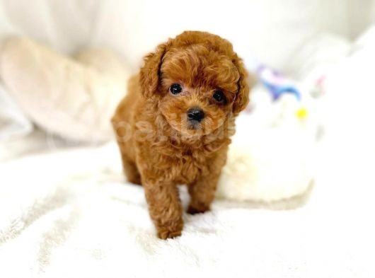 Mutluluk Kaynaği Red Brown Toy Poodle Bebekler