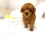 Mutluluk Kaynaği Red Brown Toy Poodle Bebekler
