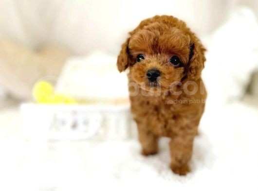 Mutluluk Kaynaği Red Brown Toy Poodle Bebekler görsel