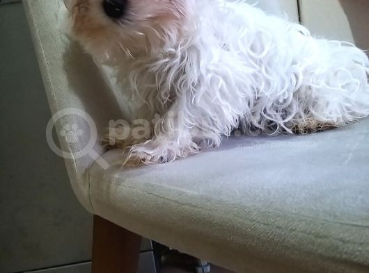 Bir Minimal Beybi görsel