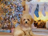 Apri̇cot Toy Poodle Bebekleri̇mi̇z