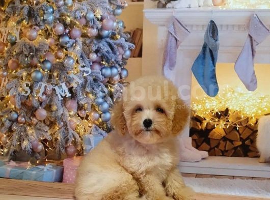 Apri̇cot Toy Poodle Bebekleri̇mi̇z görsel