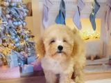 Apri̇cot Toy Poodle Bebekleri̇mi̇z