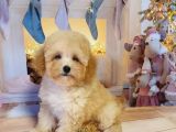 APRİCOT TOY POODLE BEBEKLERİMİZ